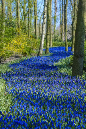 road from muscari flowers  trough the trees in dutch flowerpark the Keukenhof Lisse The Netherlandsの写真素材