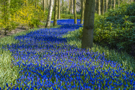 road from muscari flowers  trough the trees in dutch flowerpark the Keukenhof Lisse The Netherlandsの写真素材