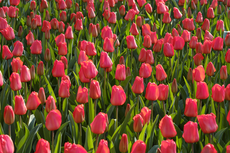 field of red tulips in the summer sun in flowerpark the keukenhof, Lisse, The Netherlandsの写真素材