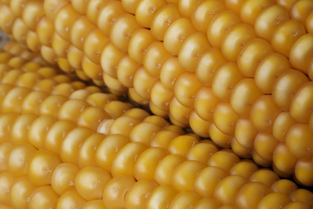 Food background -close up shot of corn.の写真素材