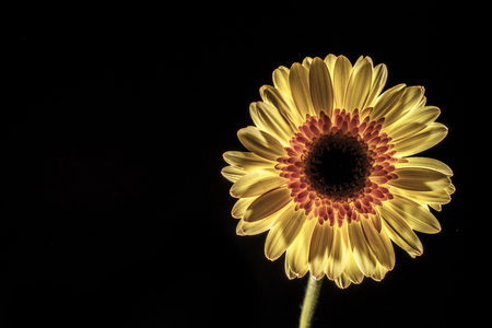 low key gerbera on a black background with copy spaceの写真素材