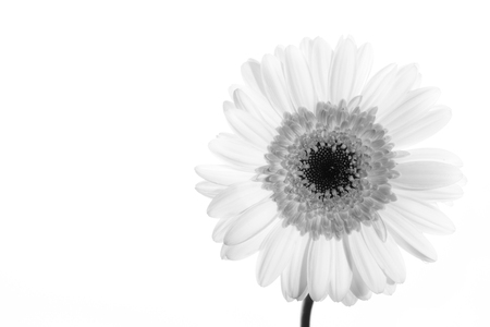 high key gerbera on a white background with copy spaceの写真素材