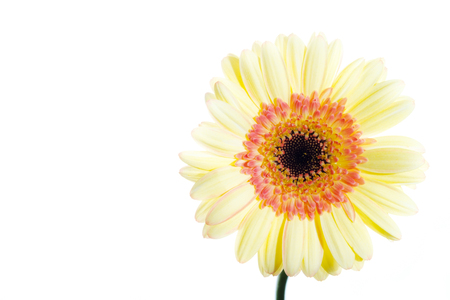 high key gerbera on a white background with copy spaceの写真素材