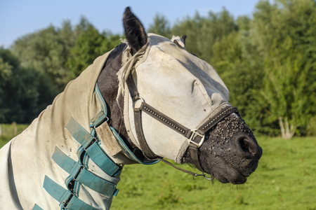 horse with horse fly sheet and mask for protection against insectsの写真素材