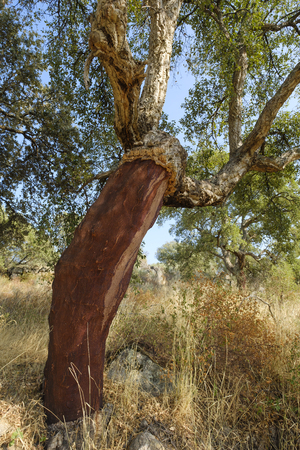 Trunk of cork tree - quercus suber - stripped of cork in southern Extremadura, Spain.の写真素材