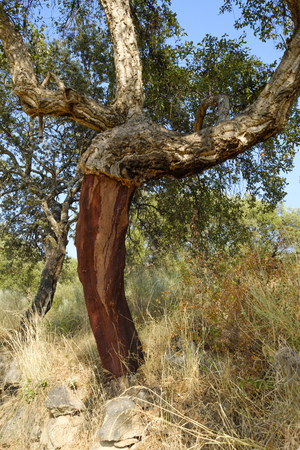 Trunk of cork tree - quercus suber - stripped of cork in southern Extremadura, Spain.の写真素材