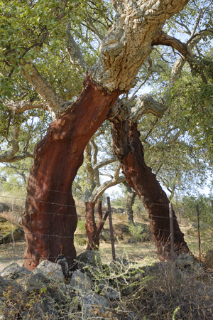 Trunk of cork tree - quercus suber - stripped of cork in southern Extremadura, Spain.の写真素材