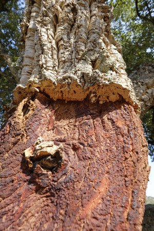 Trunk of cork tree - quercus suber - stripped of cork in southern Extremadura, Spain.の写真素材