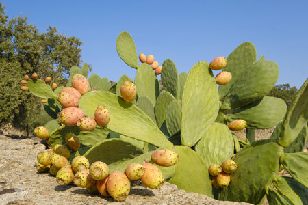 Close up of ripening cactus fruit with prickly needles and thick succulent green leavesの写真素材