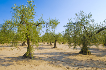 olive tree field and a blue sky in extremadura spainの写真素材