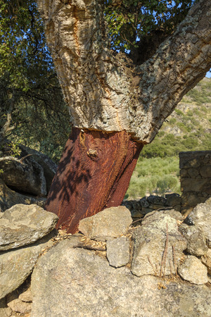 Trunk of cork tree - quercus suber - stripped of cork in southern Extremadura, Spain.の写真素材