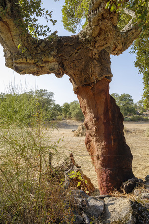 Trunk of cork tree - quercus suber - stripped of cork in southern Extremadura, Spain.の写真素材
