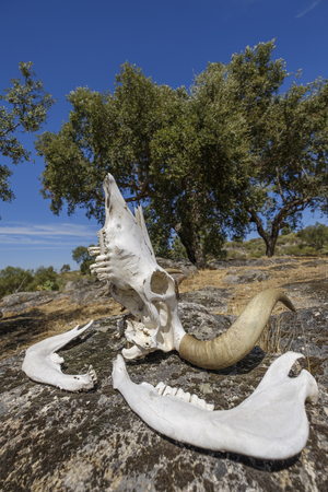 Bulls skull with jaws and teeth lying on a rock in the sun to dryの写真素材