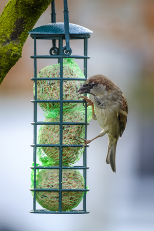 Close up portrait of a common sparrow perching on a bird feederの写真素材
