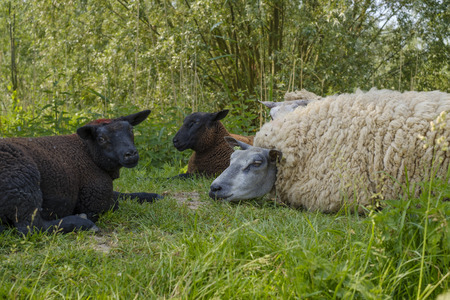 white and black sheep lying in the grass on a hot summer dayの写真素材