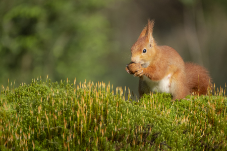 beautiful red squirrel sits outside in the green moss and tries to forcefully break through the nut that he holds with both handsの写真素材
