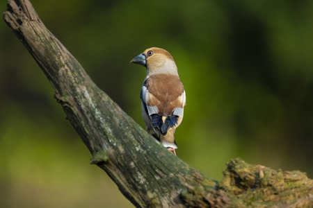 Hawfinch, Coccothraustes coccothraustes, single bird on branch,の写真素材