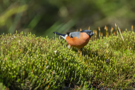 Eurasian Bullfinch, Pyrrhula pyrrhula  stands in the moss and looks alert around.の写真素材