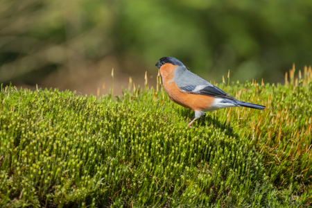 Eurasian Bullfinch, Pyrrhula pyrrhula  stands in the moss and looks alert around.の写真素材