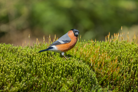 Eurasian Bullfinch, Pyrrhula pyrrhula  stands in the moss and looks alert around.の写真素材