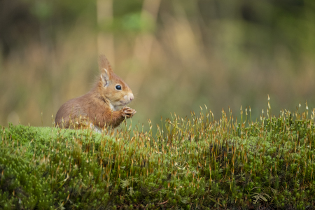 red squirrel nibbles a nut and sits peacefully in the grassの写真素材