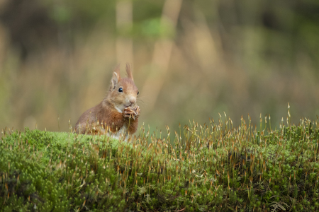 red squirrel nibbles a nut and sits peacefully in the grassの写真素材
