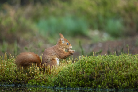 red squirrel nibbles a nut and sits peacefully in the grassの写真素材