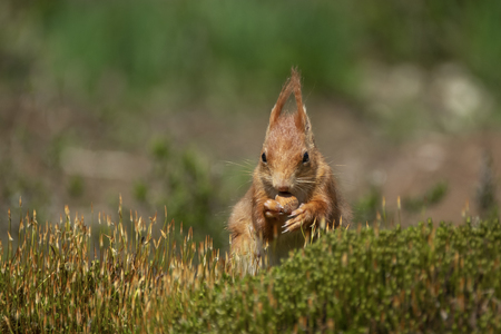 red squirrel nibbles a nut and sits peacefully in the grassの写真素材