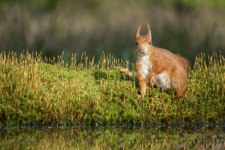 red squirrel stands in the green moss near the water and looks around alertlyの写真素材