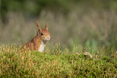 red squirrel stands in the green moss and looks around alertlyの写真素材