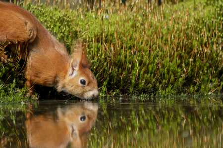 red squirrel with thirst drinks in a water on the waterfront with reflection in the waterの写真素材