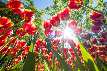 colorful tulips are in full bloom and directed towards the sun with their beautiful colors against a blue skyの写真素材