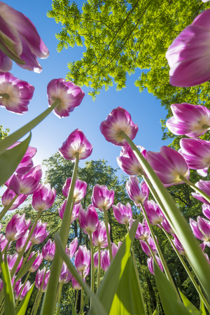 colorful tulips are in full bloom and directed towards the sun with their beautiful colors against a blue skyの写真素材