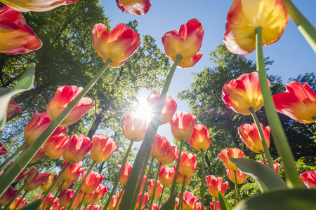 colorful tulips are in full bloom and directed towards the sun with their beautiful colors against a blue skyの写真素材