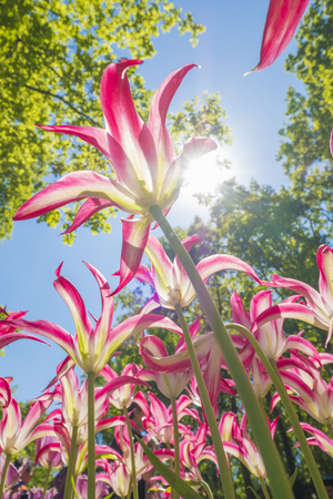 colorful tulips are in full bloom and directed towards the sun with their beautiful colors against a blue skyの写真素材