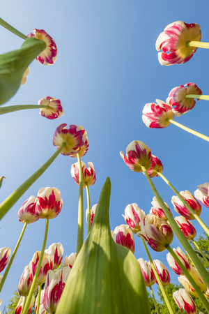 colorful tulips are in full bloom and directed towards the sun with their beautiful colors against a blue skyの写真素材