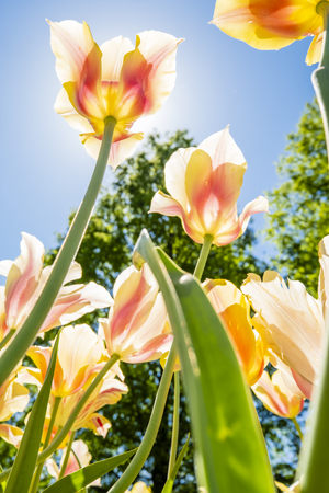 Colorful tulips are in full bloom and directed towards the sun with their beautiful colors against a blue skyの写真素材