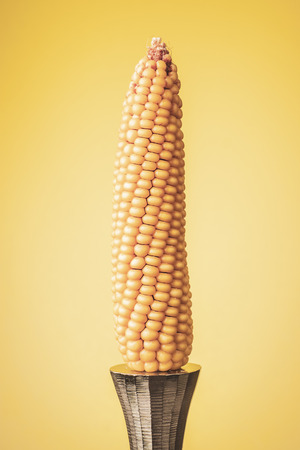 yellow ripe corn cob stands like a candle on a steel candlestickの写真素材
