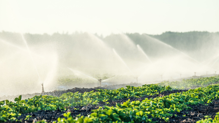 Water sprinklers watering the field to grow the crop betterの写真素材