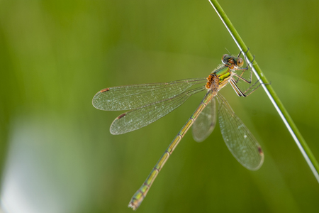 close up shot of a dragonfly resting on a blade of grassの写真素材