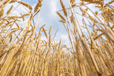 a field full of ripe wheat stands in full sun and waits for the harvestの写真素材
