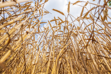 a field full of ripe wheat stands in full sun and waits for the harvestの写真素材