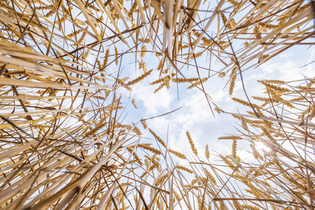 a field full of ripe wheat stands in full sun and waits for the harvestの写真素材