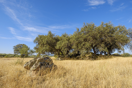 landscape of very flammable grass in a meadow, creating an extreme risk of fire. extremadura spainの写真素材
