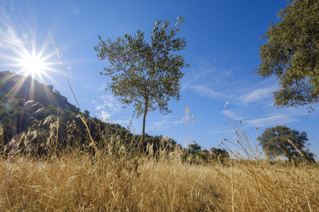 landscape of dry grass in a meadow, creating an extreme risk of fire. extremadura spainの写真素材