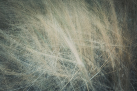 artistic moving blurred background of long grass that moves in the windの写真素材