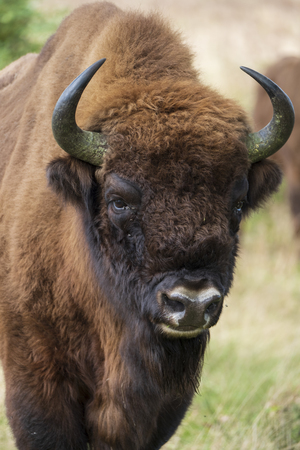 a wisent The European bison stands in the natural park of the Maashorst, Netherlandsの写真素材