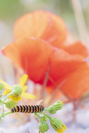 colorful close up shot of a black yellow striped caterpillar among the flowers and plantsの写真素材