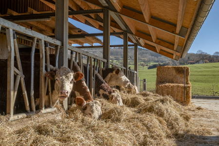 Cows are standing in the covered barn and eating the dried straw with a meadow with green grass in the background.の写真素材