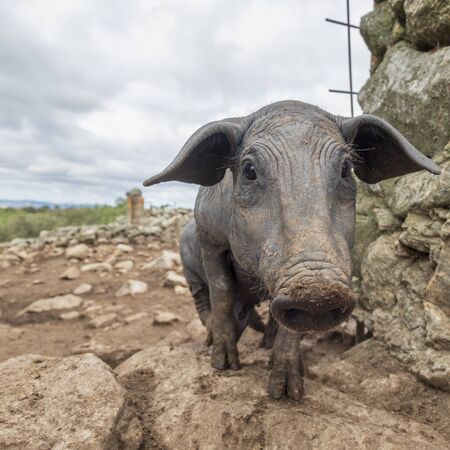 curious black iberian pig pata negra is looking closer to sniff with his big noseの写真素材